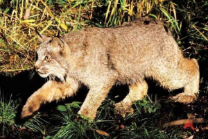 Kanadski ili sjevernoamerički ris